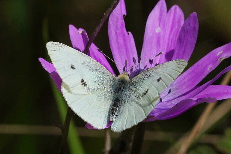 Pieris rapae femmina?  S !